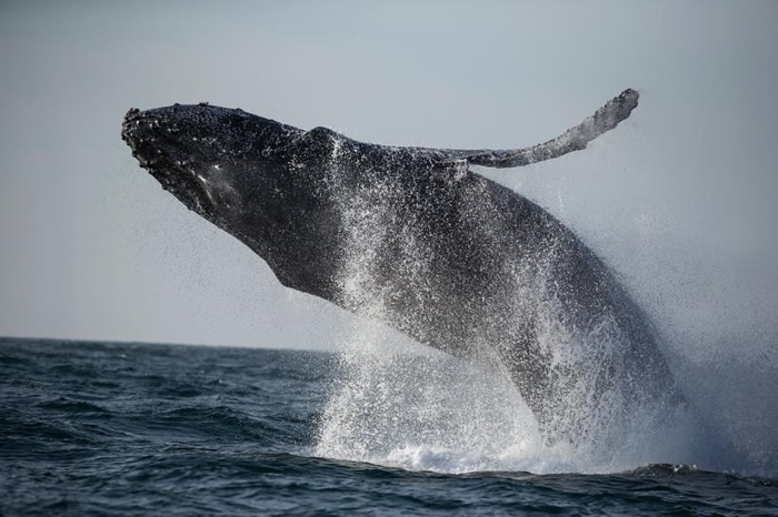 一只座头鲸跃出加州蒙特利湾(Monterey Bay)温暖的海域。 PHOTOGRAPH BY PAUL NICKLEN, NAT GEO IMAGE COLL