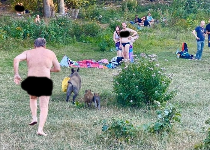 德国首都柏林大区魔鬼湖湖畔野猪偷手提电脑 天体浴男子裸奔追猪