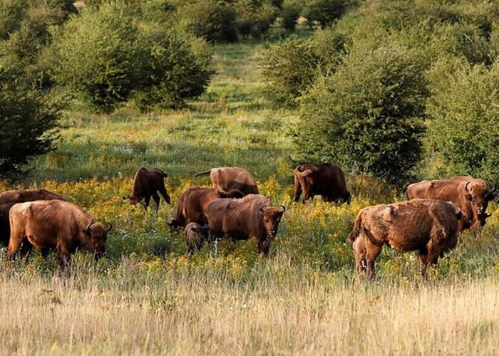 �ݿ��׶��������н�ǰ����ʱ�ھ��»��ظ�װ ��ϡ��Ұţ����