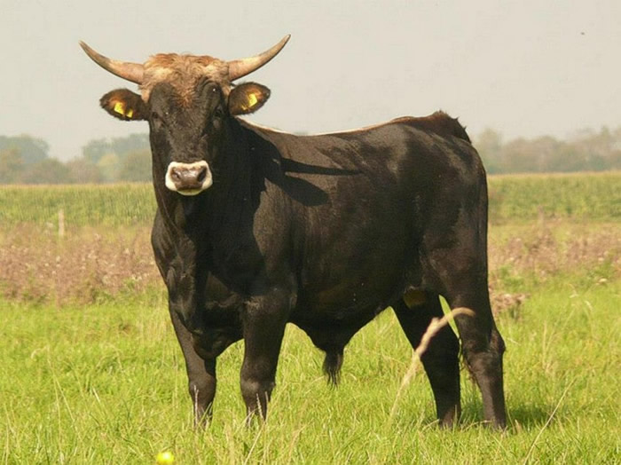 �ݿ��׶��������н�ǰ����ʱ�ھ��»��ظ�װ ��ϡ��Ұţ����