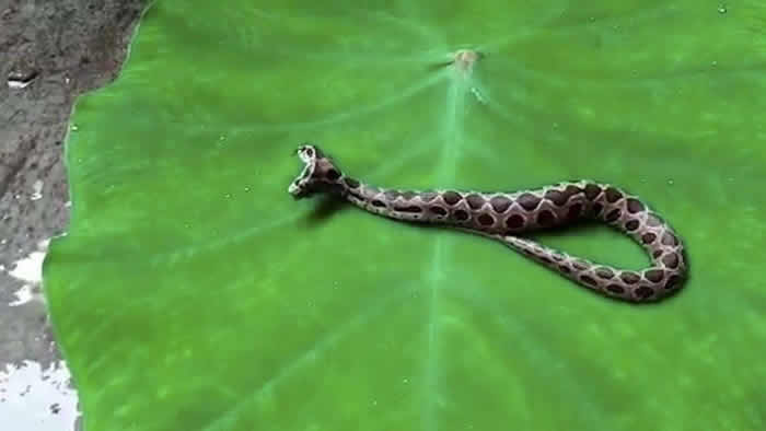 ӡ���в�������ʩ�������һ��˫ͷ����������