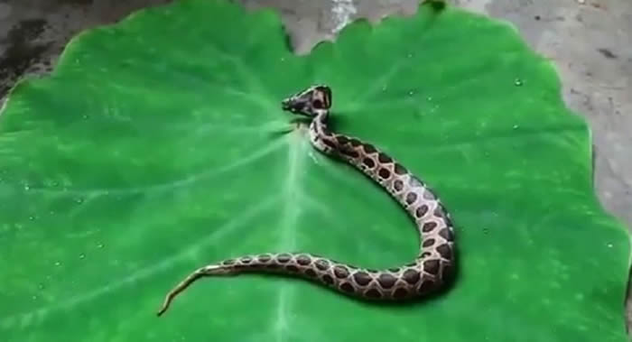 ӡ���в�������ʩ�������һ��˫ͷ����������