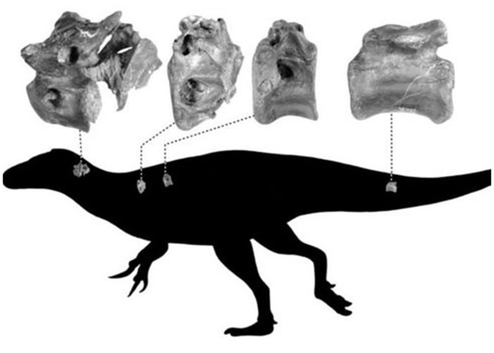 英国怀特岛出土与暴龙同属兽脚亚目恐龙的新物种Vectaerovenator inopinatus