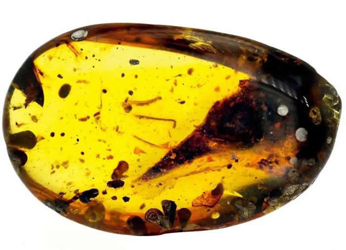 ������ͷ�ǵ�����