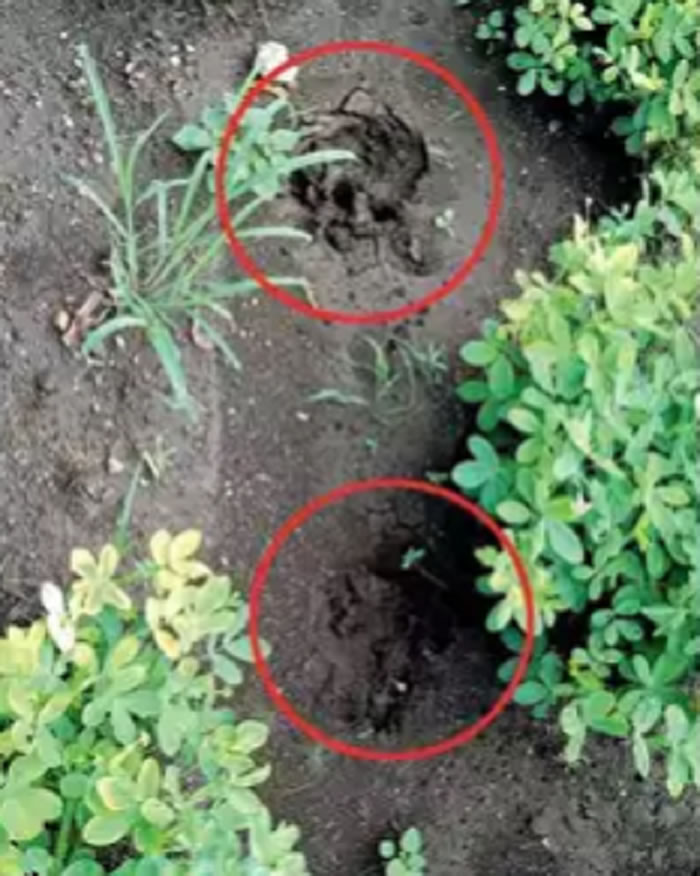 ĸʨ�����µĽ�ӡ