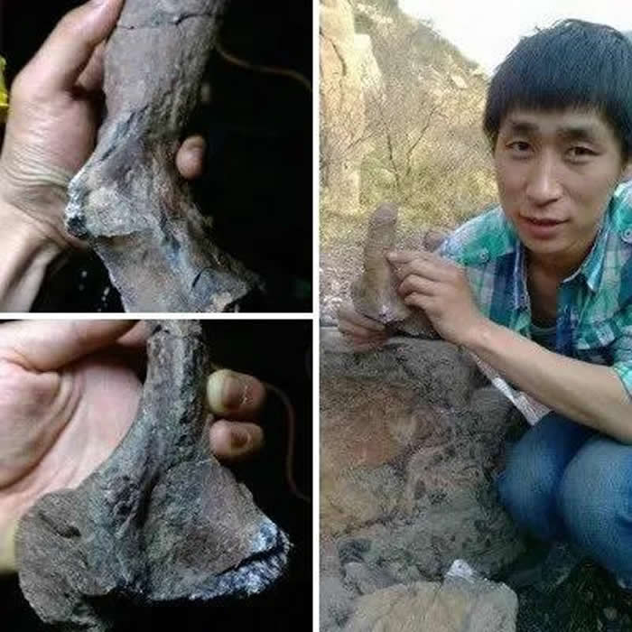 阳泉二叠纪晚期地层发现的二齿兽类化石命名为为白氏桃河兽