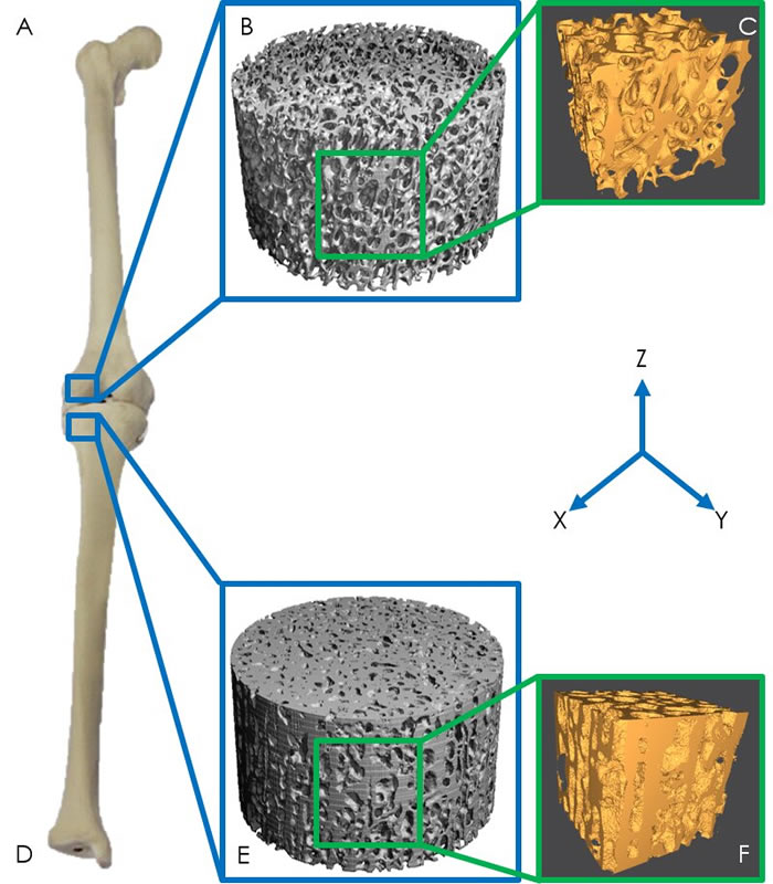 英国《新科学家》周刊网站:新研究显示恐龙之所以体型惊人是因为其骨骼特质