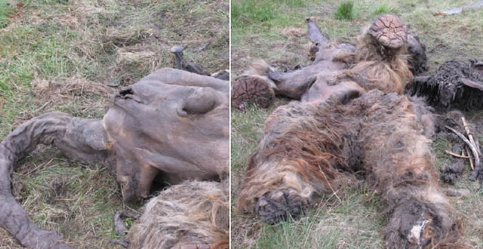 猛犸还活着?俄罗斯当地人不时传出“目击猛犸象”的故事