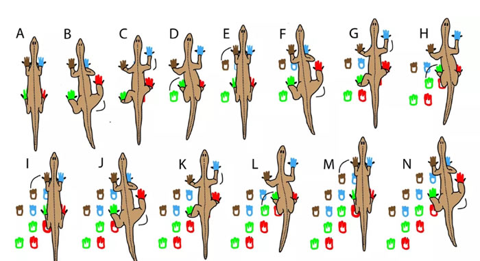 《PLoS ONE》杂志:美国大峡谷国家公园发现有记录以来最古老脊椎动物足迹化石