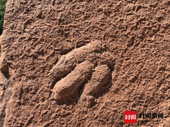 四川省泸州市古蔺县再发现一组白垩纪时期恐龙足迹化石