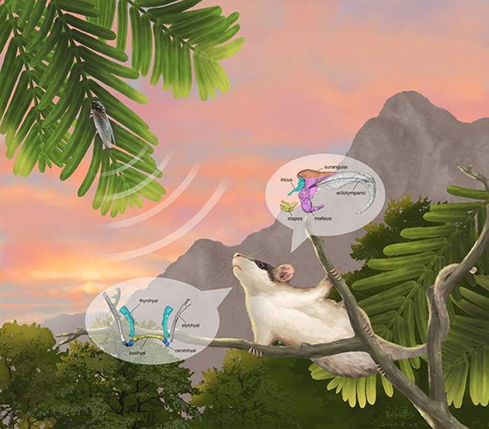 潘氏中华俊兽复原图(许勇绘)