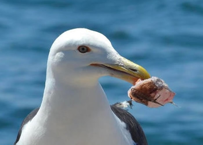 ��Ÿ�����ۡ�Ϊ������֮��һ��������Ʒ�˹��