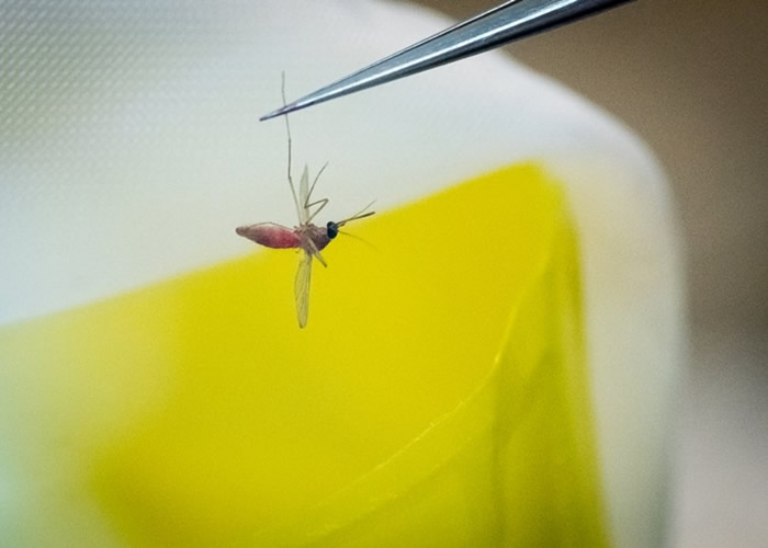 美国佛罗里达州明年释放7.5亿只基因改造蚊子 团体批计划等同“侏罗纪公园实验”