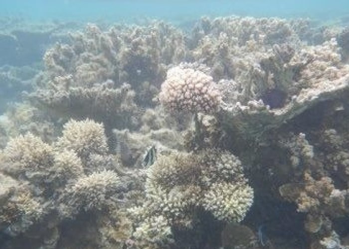 日本商船三井的货轮若潮号在印度洋岛国毛里求斯触礁搁浅后大量漏油 或酿生态灾难