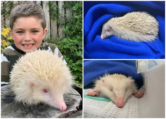 英国西约克郡奥特利6岁男童发现患罕见白化病的刺猬藏身汽车底下
