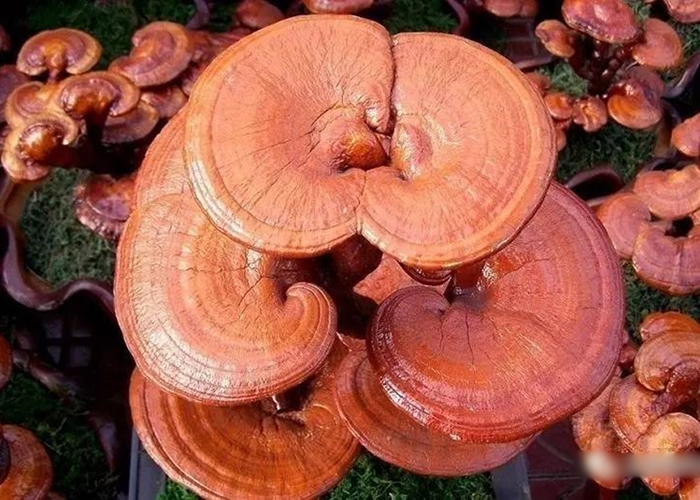 《民族药理学杂志》:灵芝酸可以诱导导致食道癌的食管鳞癌细胞凋亡和细胞自噬