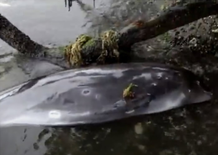 日本海运公司商船三井货船若潮号在毛里求斯触礁搁浅 17条海豚搁浅死亡疑与漏油有关