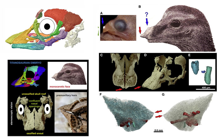 在阿根廷巴塔哥尼亚发现的一枚恐龙蛋有着令人惊讶的胚胎头骨特征