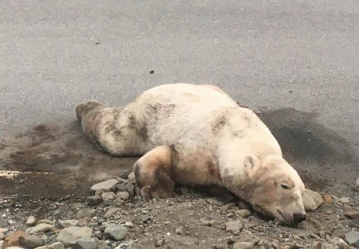 50������6�𣡺����ο͵�Ų��˹�߰�Ⱥ��¶Ӫ���ⱱ����˺ҧ����