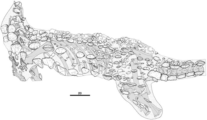 全球唯一一具完整的恐龙——棱背龙骨骼终于拼接完成