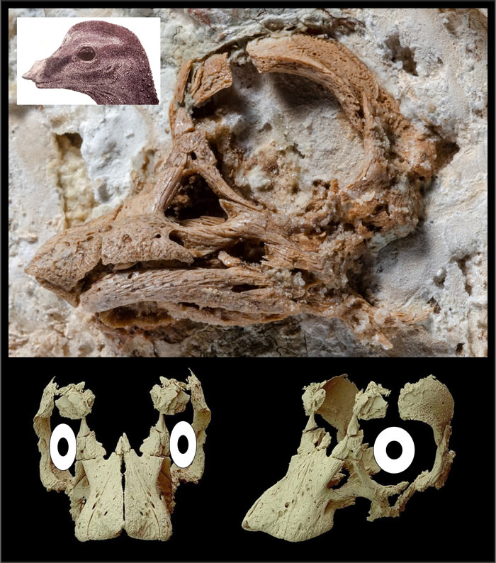 3Dԭ͢Ƿֵ8000ǰ̩̹̥沿