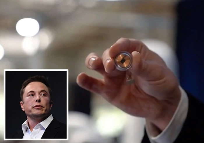 “人机互动”!小猪大脑植入晶片 美国“科学狂人”马斯克直播新研究成果