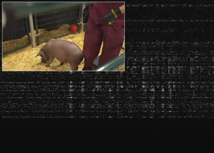 “人机互动”!小猪大脑植入晶片 美国“科学狂人”马斯克直播新研究成果