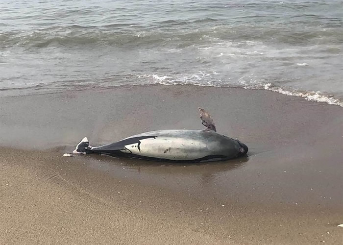 ̨�������ͷ���������׳ơ����ࡱ�Ŀ�������ʬ�� �����15��