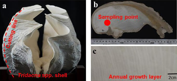 (a)亚化石砗磲壳体;(b)沿切割线切开得到砗磲生长横截面;(c)砗磲年生长纹层。
