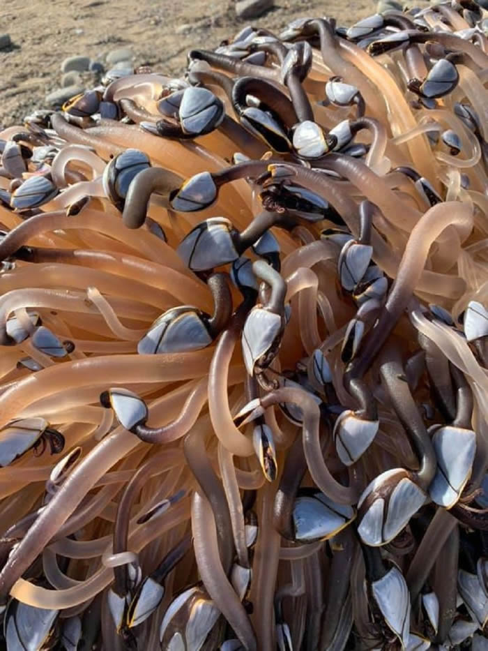 ϡ���ٺ���Ӣ��������ʿ��������ɳ̲�Ϸ�����֡�Բľ��