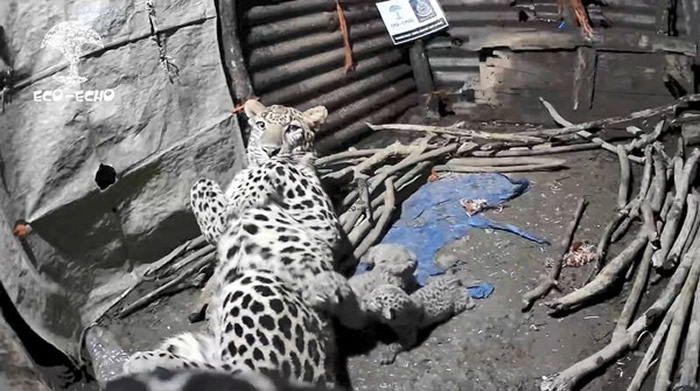 ӡ�������������ׯũ�������﷢��4ֻ���� �漴�ַ��ֱ�����