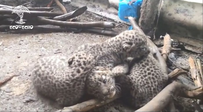 ӡ�������������ׯũ�������﷢��4ֻ���� �漴�ַ��ֱ�����