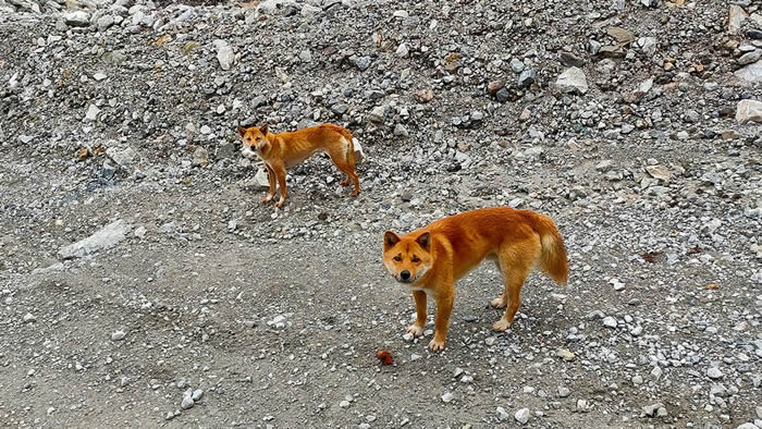 DNA֤����ʾ����Ϊ�Ѿ������Ұ���¼����Ǹ質Ȯ�͸ߵ�Ұ������֮����������ȹ�ϵ