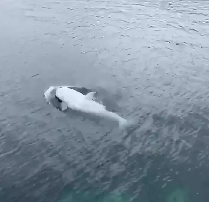 ���а�Ѫ���ĺ�����ɫ����Tluk��������ʥ�˵�˹����������