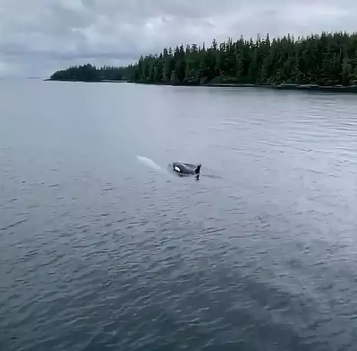 ���а�Ѫ���ĺ�����ɫ����Tluk��������ʥ�˵�˹����������