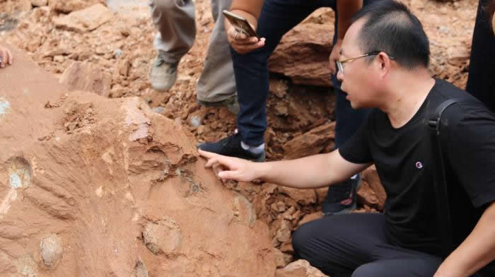 江西省萍乡市上栗工业园区工地发现十余枚距今约9000万年的晚白垩世早期恐龙蛋化石