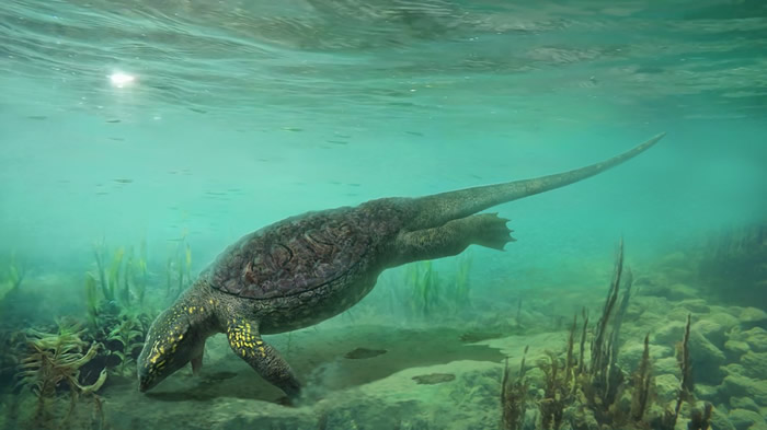 中国豆齿龙游泳复原图 张宗达 绘制