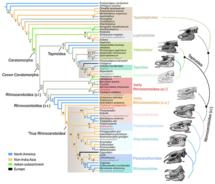 基于简约法的角形类系统发育分析和祖先类群地理分布重建(头骨复原图:陈瑜)