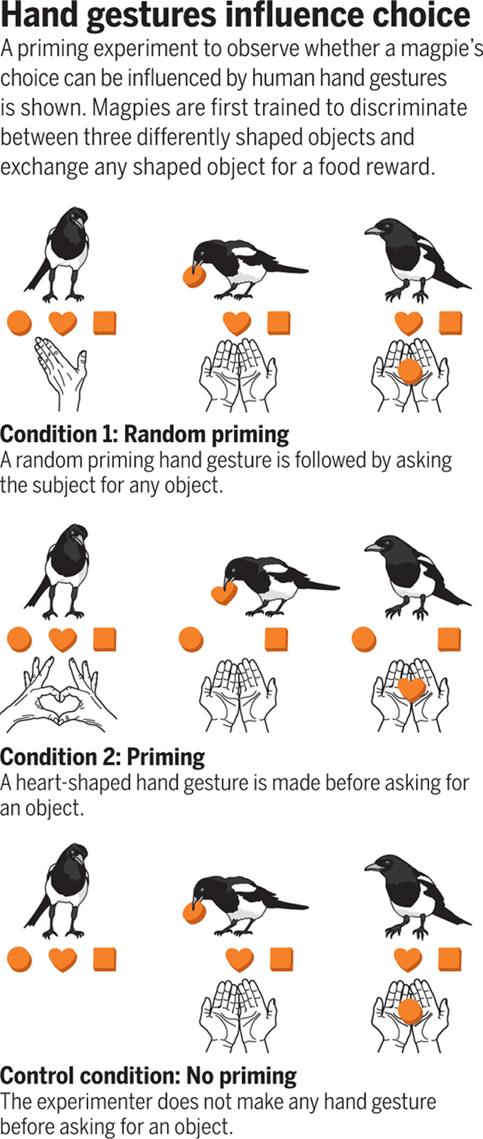 向动物受众表演魔术是否会在非人类动物的脑中揭示有关认知的新颖线索?