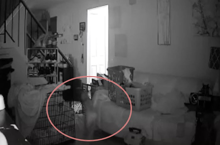 半夜3点狗狗发出狼嚎般吹狗螺声音 主人调视频监控惊闻神秘女童声音