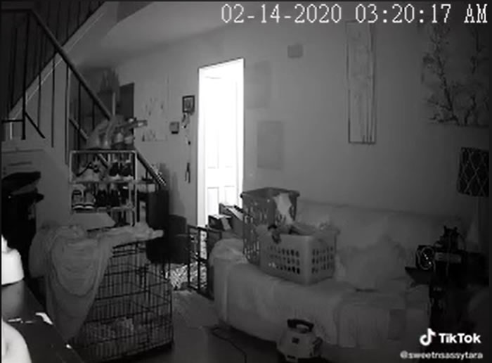 半夜3点狗狗发出狼嚎般吹狗螺声音 主人调视频监控惊闻神秘女童声音