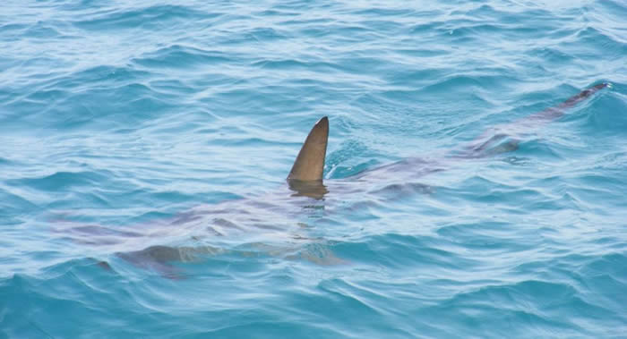 鲨鱼保护组织专家:生产新冠病毒疫苗或将导致50万头鲨鱼被捕杀