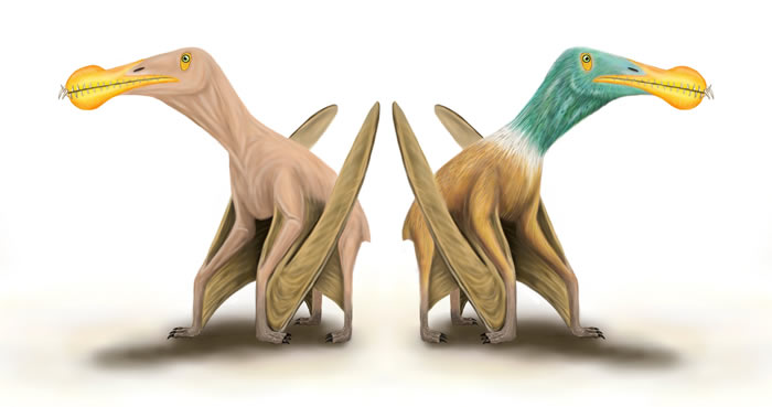 ��������ë�������о������������Ͻ�����һ�㱻����Pycnofiber�ĵ���ë״�ṹ