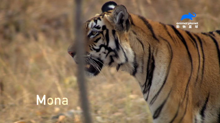 ���ȸ����¸ҡ����棬��������ԥ����