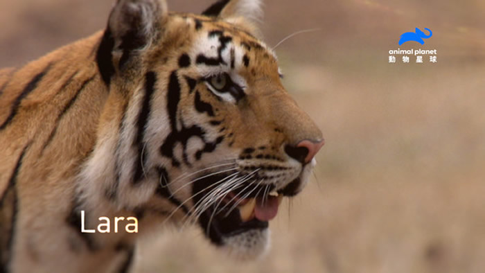 �������Ժ��߽�������Զ���ʵ������