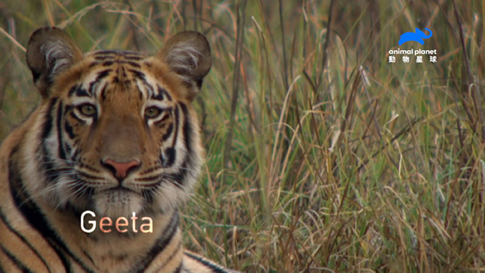 �����Ը�³ç�ֳ嶯��ϲ�������������