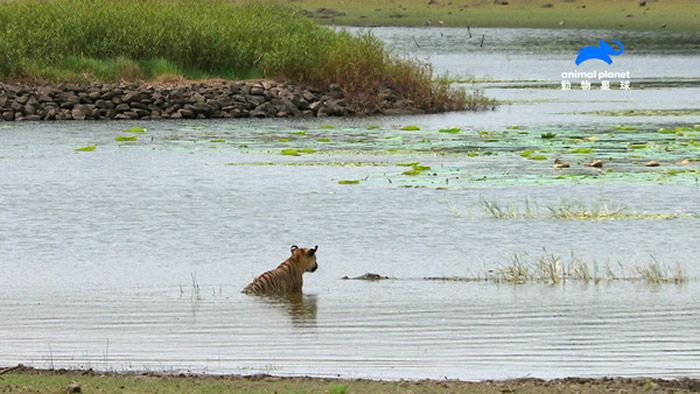 ������������󴳳������ĵ���