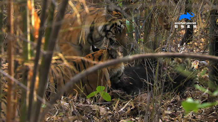 �ϻ�4��ú����������Դ���ܶ���������