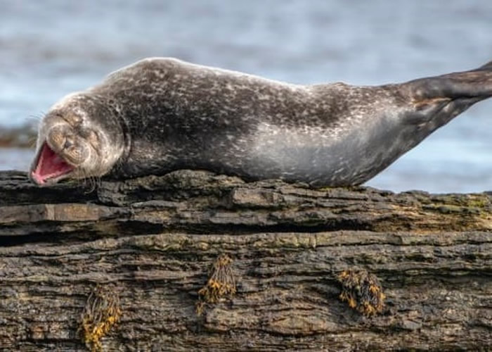 海豹慵懒地伸长身体。