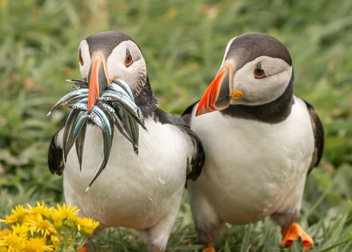 角嘴海雀渔获甚丰,引来同伴羡慕目光。